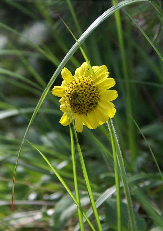 2008年夏八ヶ岳の花_f0214649_03573384.jpg