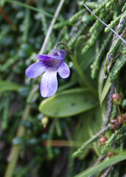 2008年夏八ヶ岳の花_f0214649_03580181.jpg