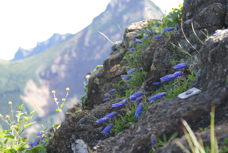 2008年夏八ヶ岳の花_f0214649_03592637.jpg