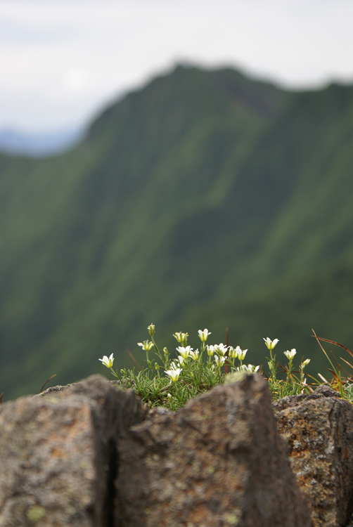 2008年夏八ヶ岳の花_f0214649_04011177.jpg