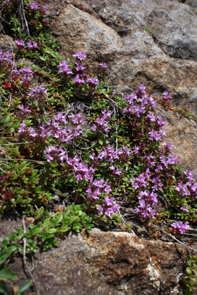 2008年夏八ヶ岳の花_f0214649_04021072.jpg