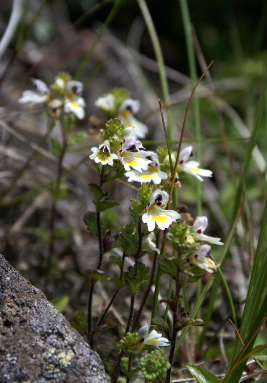 2008年夏八ヶ岳の花_f0214649_04024441.jpg