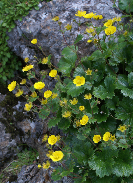 2008年夏八ヶ岳の花_f0214649_04034181.jpg