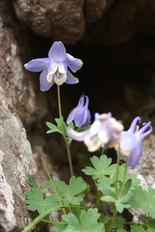 2008年夏八ヶ岳の花_f0214649_04044793.jpg