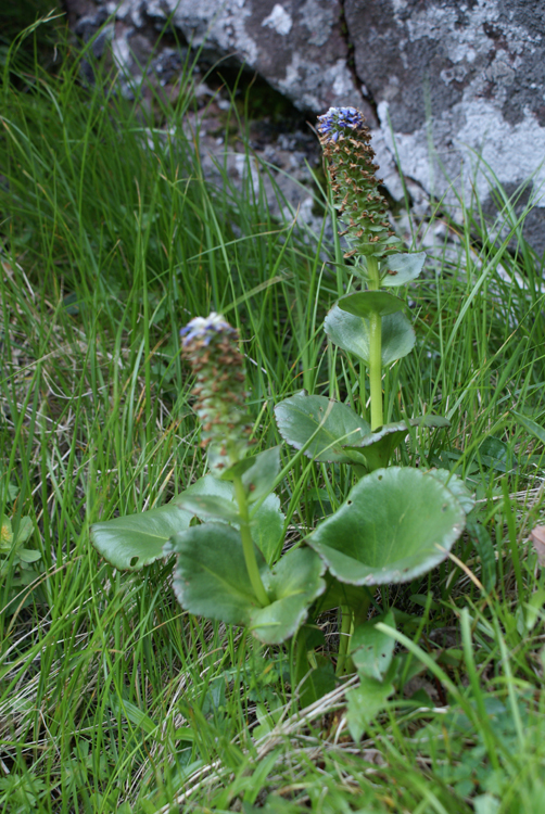 2008年夏八ヶ岳の花_f0214649_04052600.jpg