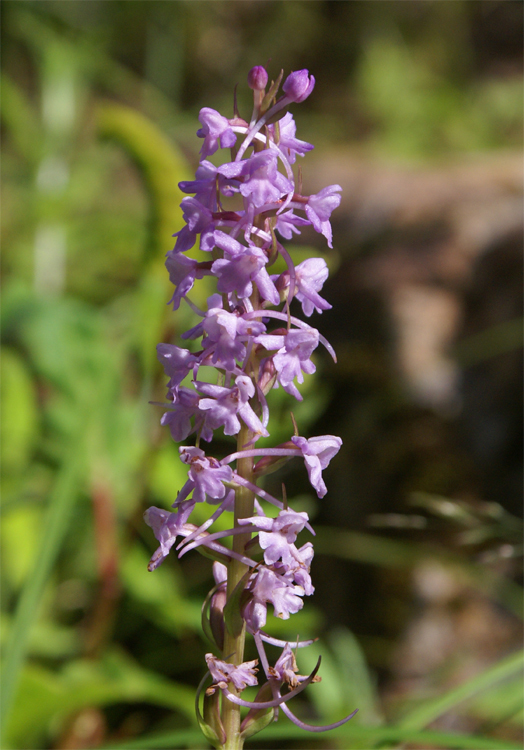 2008年夏八ヶ岳の花_f0214649_04065093.jpg