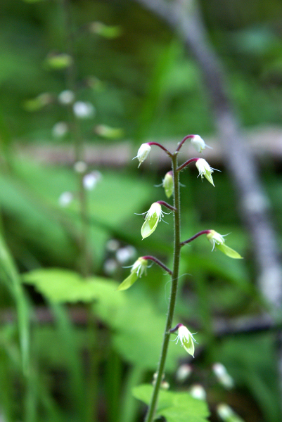 2008年夏八ヶ岳の花_f0214649_04070534.jpg