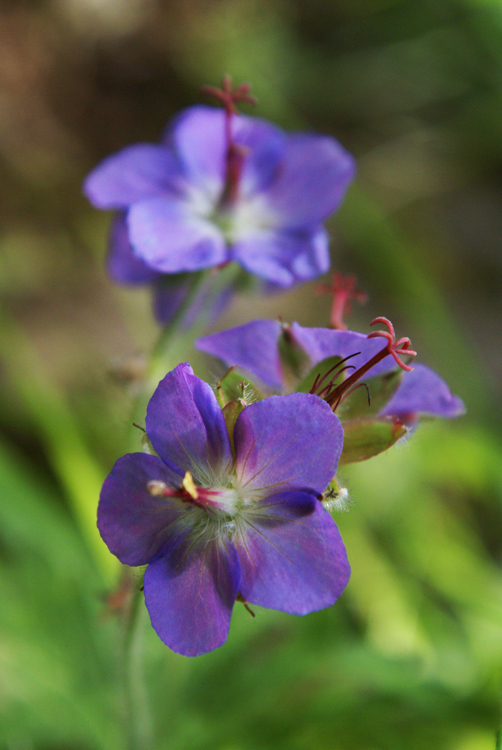 2008年夏八ヶ岳の花_f0214649_04092211.jpg