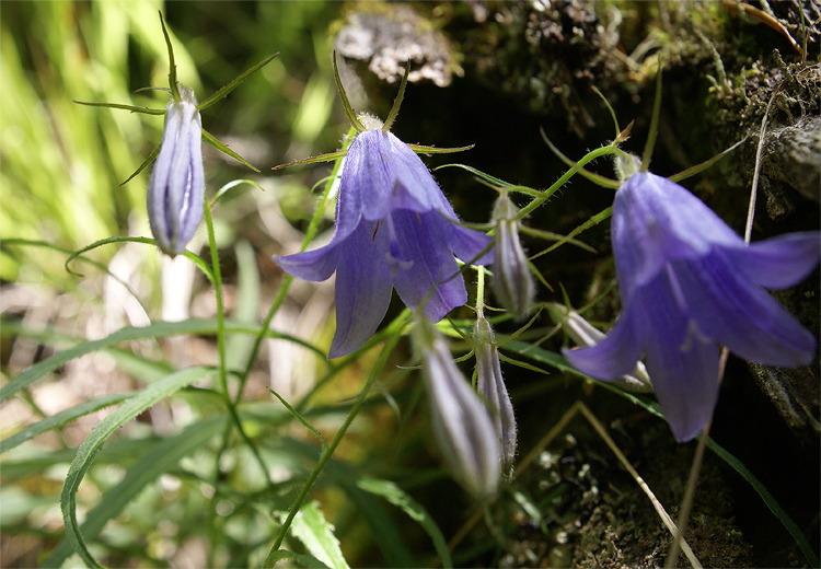 2008年夏八ヶ岳の花_f0214649_04100522.jpg