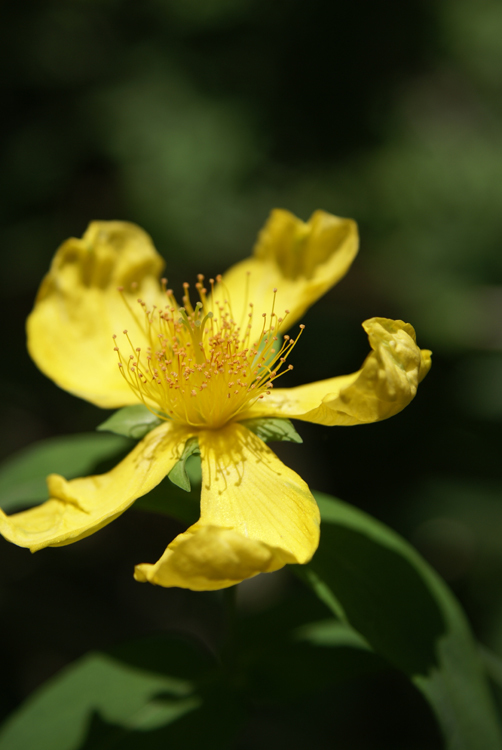 2008年夏八ヶ岳の花_f0214649_04105003.jpg