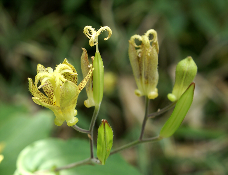 2008年夏八ヶ岳の花_f0214649_04112168.jpg