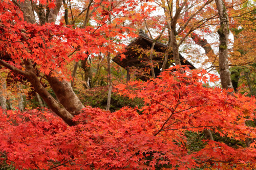 紅の山寺_e0366896_23270497.jpg