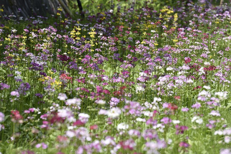 九十九谷森林公園のクリンソウ_e0170058_18490027.jpg