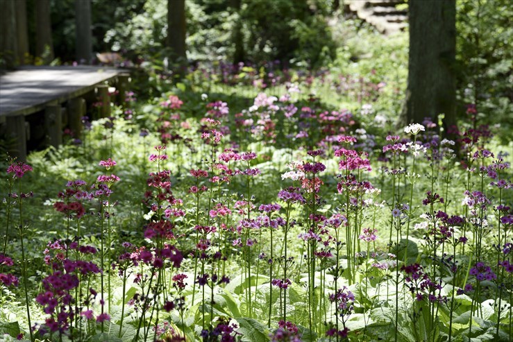 九十九谷森林公園のクリンソウ_e0170058_18500959.jpg