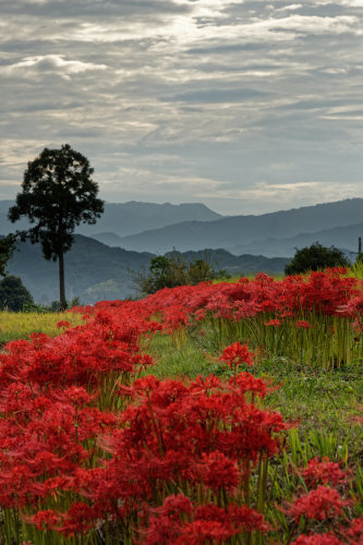 彼岸花　～山麓沿い_e0366896_23491032.jpg