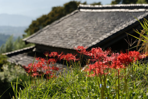 彼岸花　～山麓沿い_e0366896_23503037.jpg