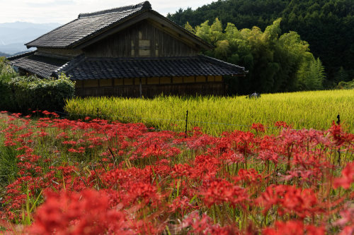 彼岸花　～山麓沿い_e0366896_23504337.jpg