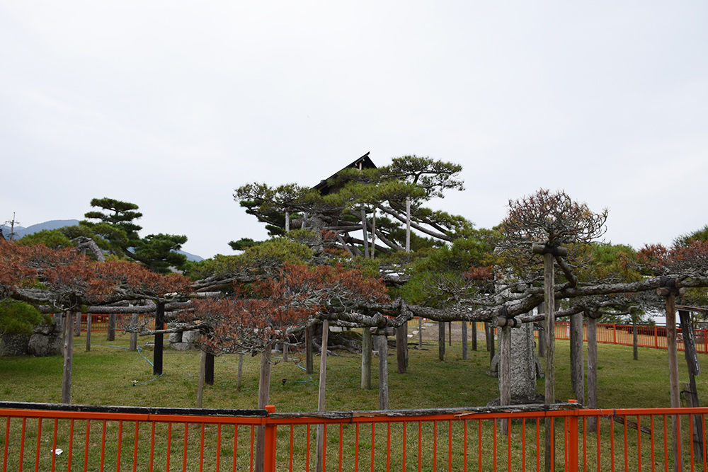 明智光秀も枯死を惜しんだ「唐崎の松」。_e0158128_18193083.jpg