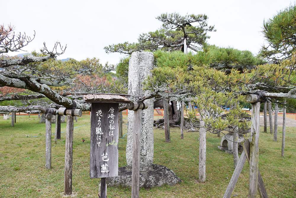 明智光秀も枯死を惜しんだ「唐崎の松」。_e0158128_18231697.jpg