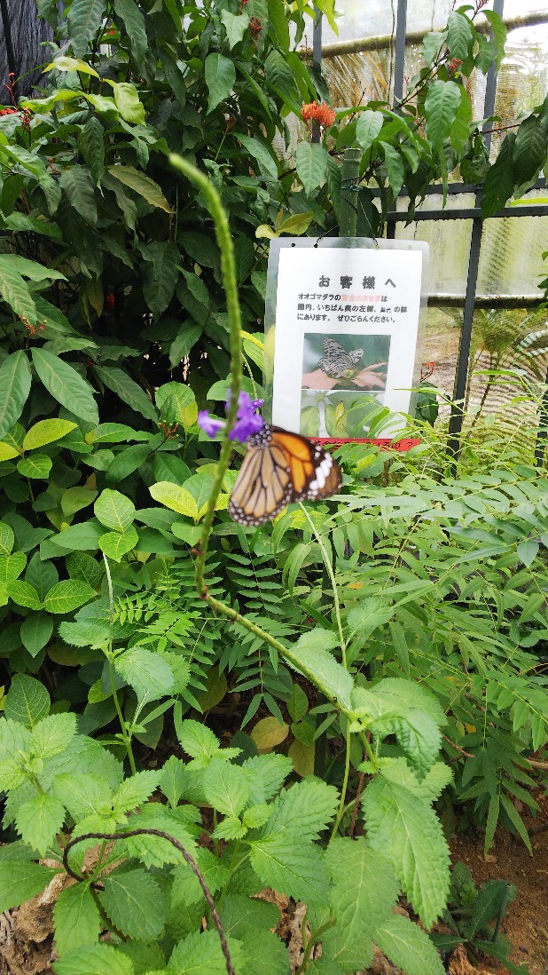 由布島「蝶々園」綺麗な蝶々達、居ましたよ～_c0404632_09495139.jpg