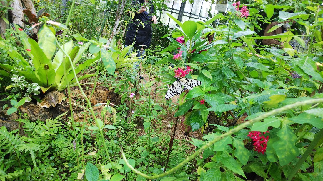 由布島「蝶々園」綺麗な蝶々達、居ましたよ～_c0404632_09505736.jpg