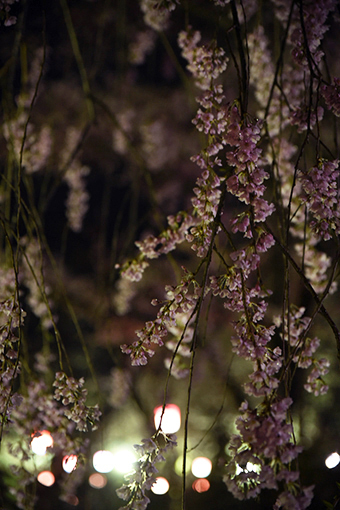 水沢公園濡れる・2022桜_e0414191_08434225.jpg