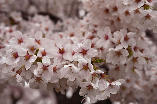 水沢公園濡れる・2022桜_e0414191_09310936.jpg