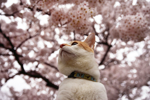 水沢公園濡れる・2022桜_e0414191_09411271.jpg