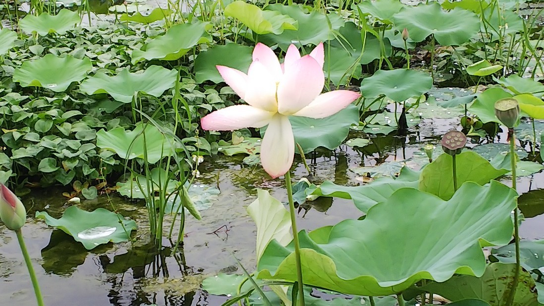 睡蓮の花　お昼休みに♪_c0404632_04303638.jpg