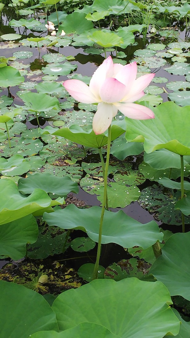 睡蓮の花　お昼休みに♪_c0404632_04303693.jpg