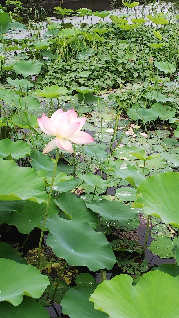 睡蓮の花　お昼休みに♪_c0404632_04305128.jpg