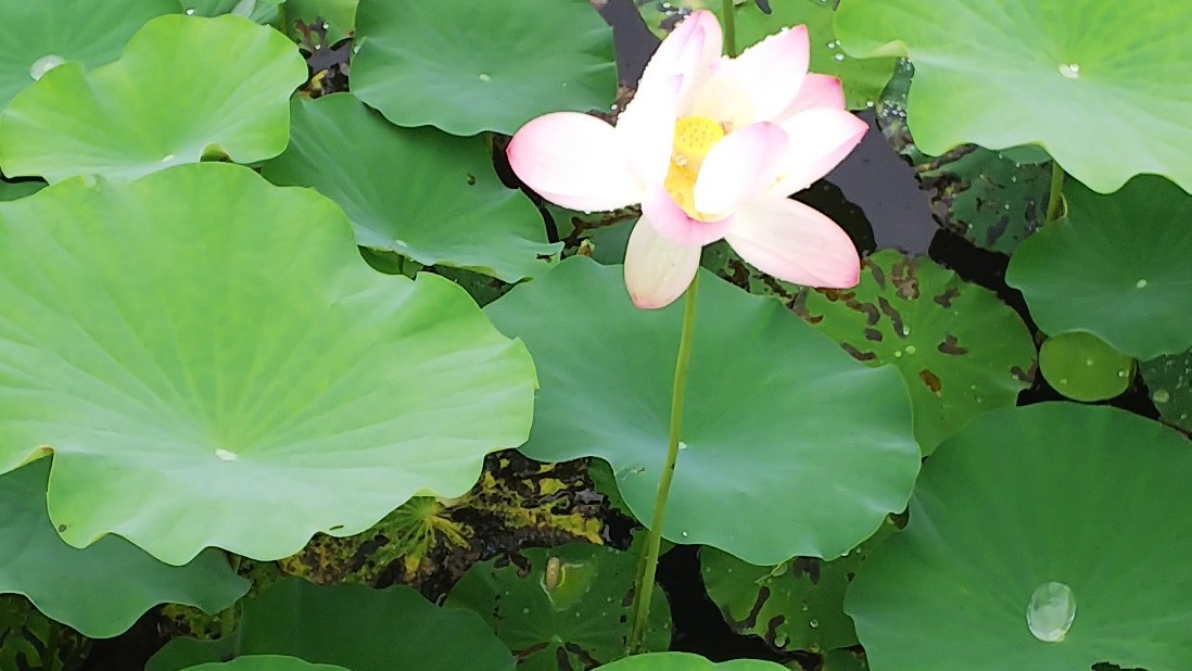 睡蓮の花　お昼休みに♪_c0404632_04305202.jpg