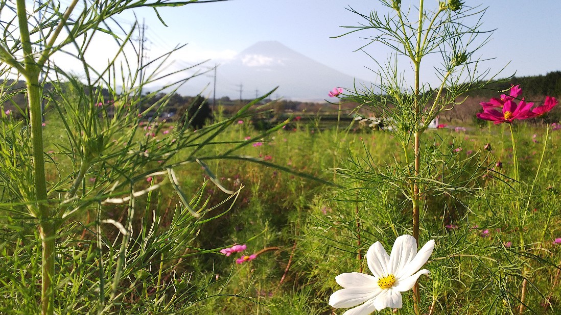 富士山すそのパノラマロード　コスモスまつり　その２_c0404632_05473739.jpg