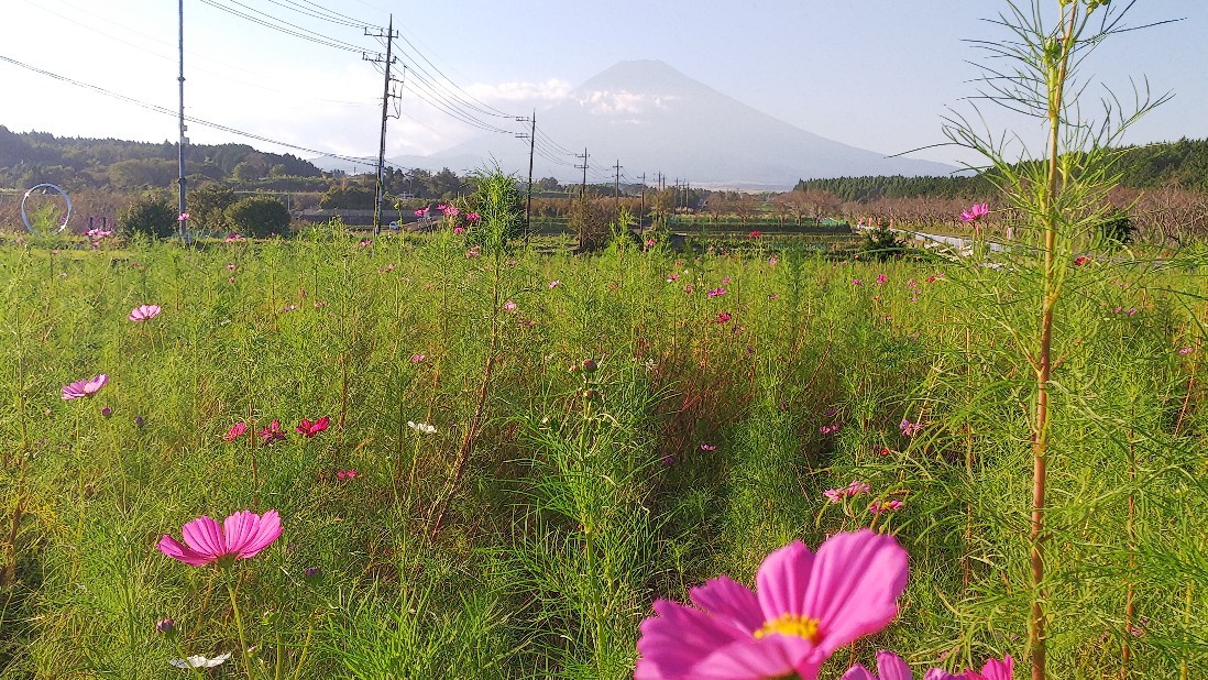 富士山すそのパノラマロード　コスモスまつり　その２_c0404632_05473888.jpg