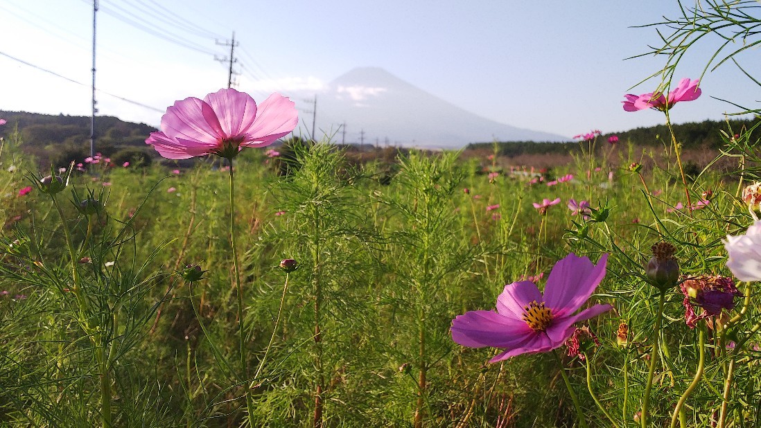 富士山すそのパノラマロード　コスモスまつり　その２_c0404632_05481856.jpg