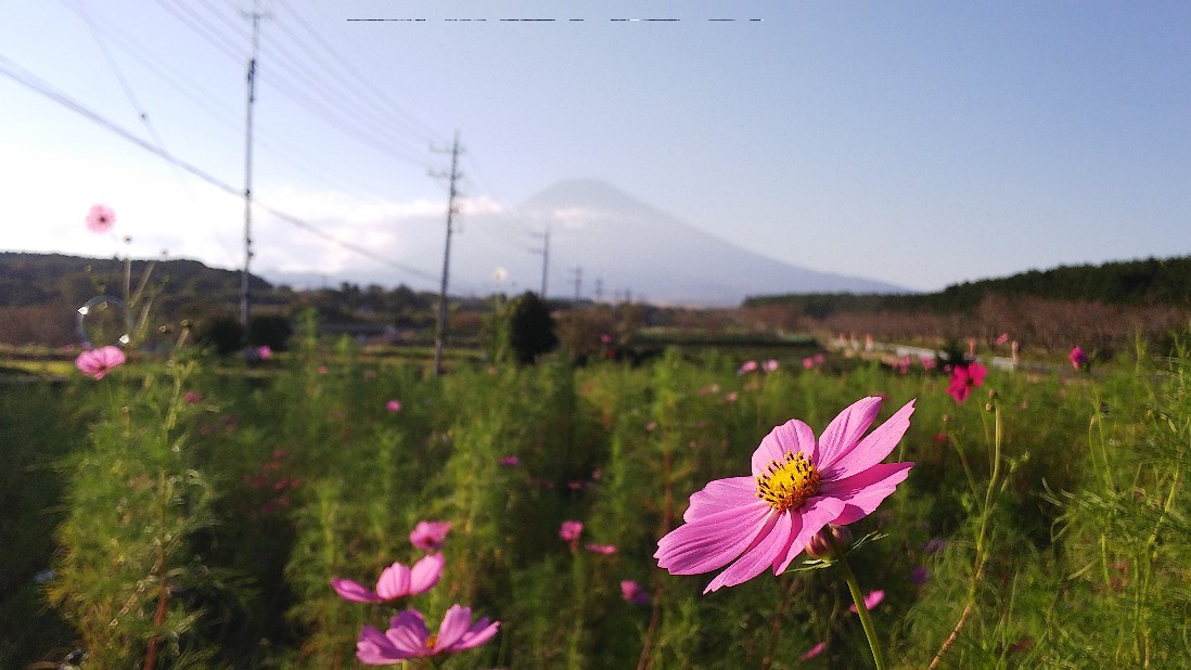 富士山すそのパノラマロード　コスモスまつり　その２_c0404632_05481973.jpg