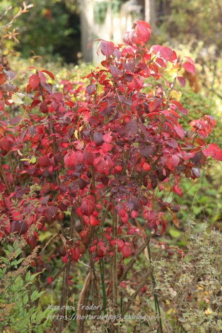 １１月末の我が家の庭　晩秋の色　_c0405449_20152130.jpg