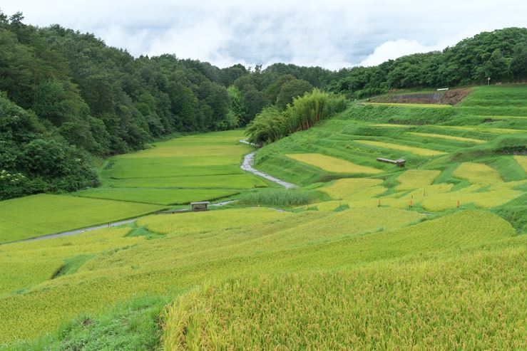 南信州の旅　よこね田んぼ_e0170058_19434545.jpg