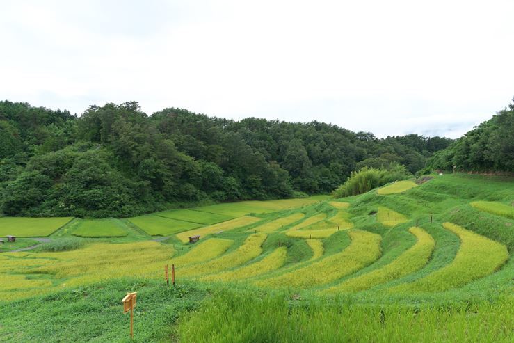 南信州の旅　よこね田んぼ_e0170058_19452166.jpg