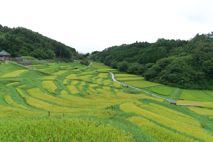 南信州の旅　よこね田んぼ_e0170058_19454736.jpg