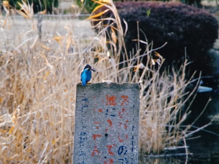 カワセミが君を励ます春の池　＃想妻恋川柳_f0230217_06020968.jpg