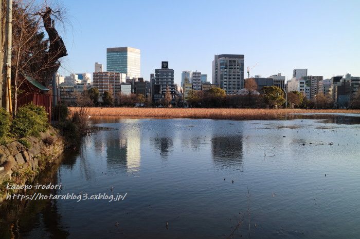 上野公園界隈＃２　不忍池　_c0405449_20065952.jpg