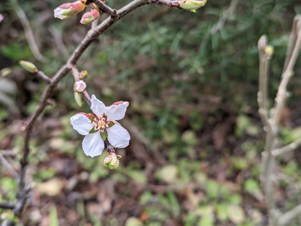 今年のユスラウメの花_f0024708_05141931.jpg