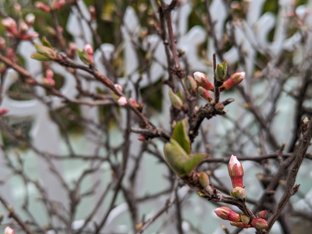 今年のユスラウメの花_f0024708_05142022.jpg