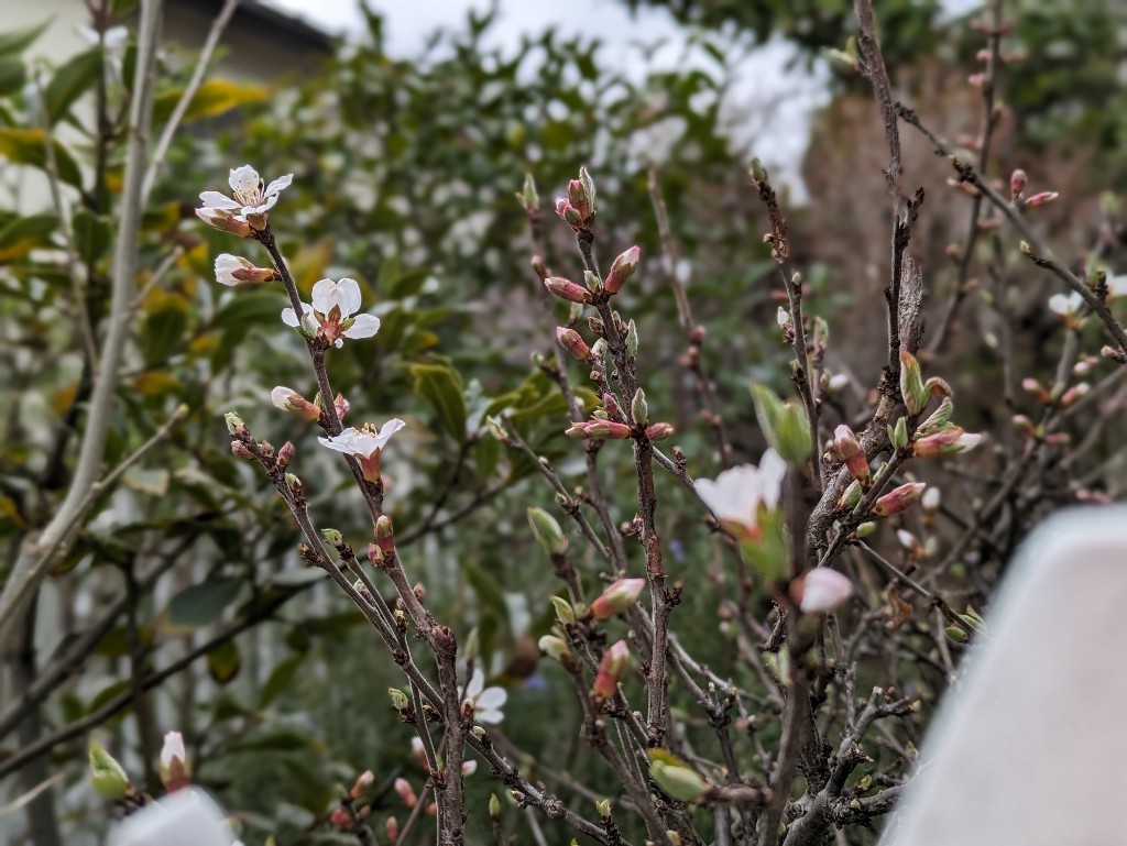 今年のユスラウメの花_f0024708_05142092.jpg