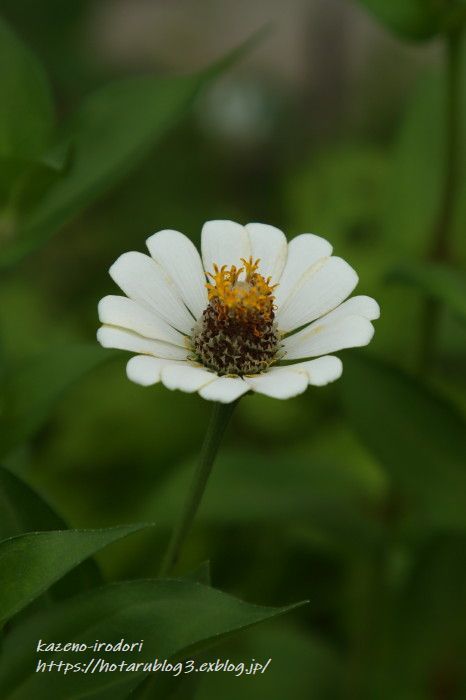 8月末の我が家の庭　百日草など　_c0405449_16384501.jpg