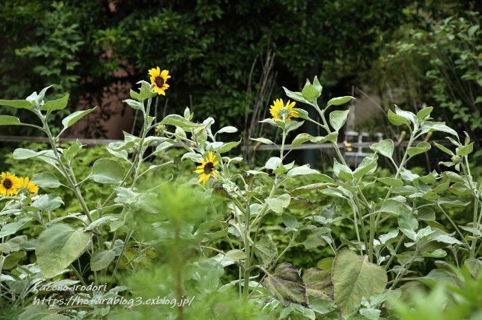 8月末の我が家の庭　百日草など　_c0405449_16385311.jpg