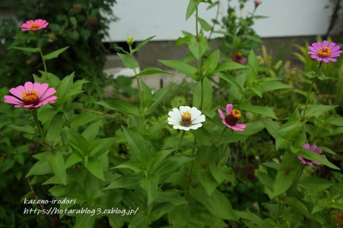 8月末の我が家の庭　百日草など　_c0405449_16521666.jpg