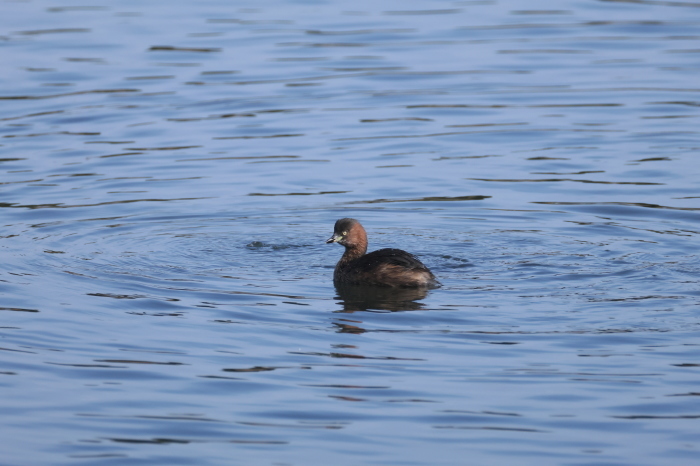 カイツブリ_f0185958_11171043.jpg