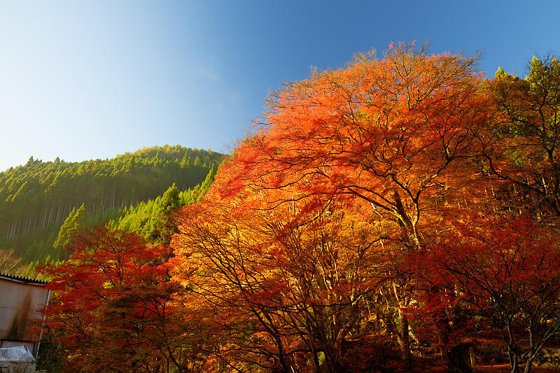 2024年京都の紅葉＠杉坂　地蔵院_f0032011_18561618.jpg